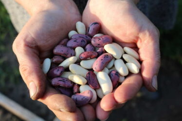 Fazole mají poměrně málo kalorií. Suché fazole mají sice přibližně 300 kalorií na 100 gramů (tj. 1260 kJ).
